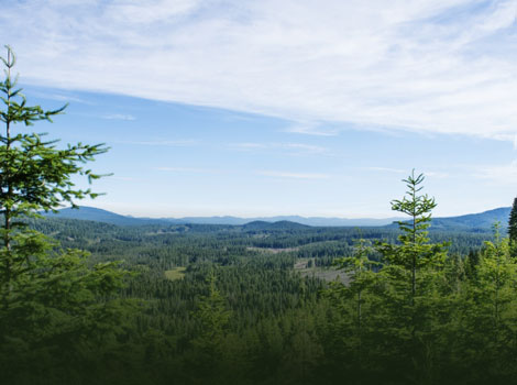 image of forest click on top of mountain