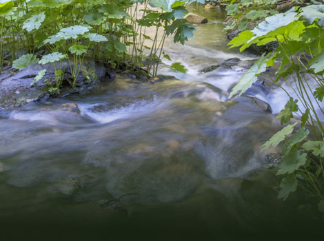 water flowing and small plants