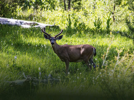 deer in the forest