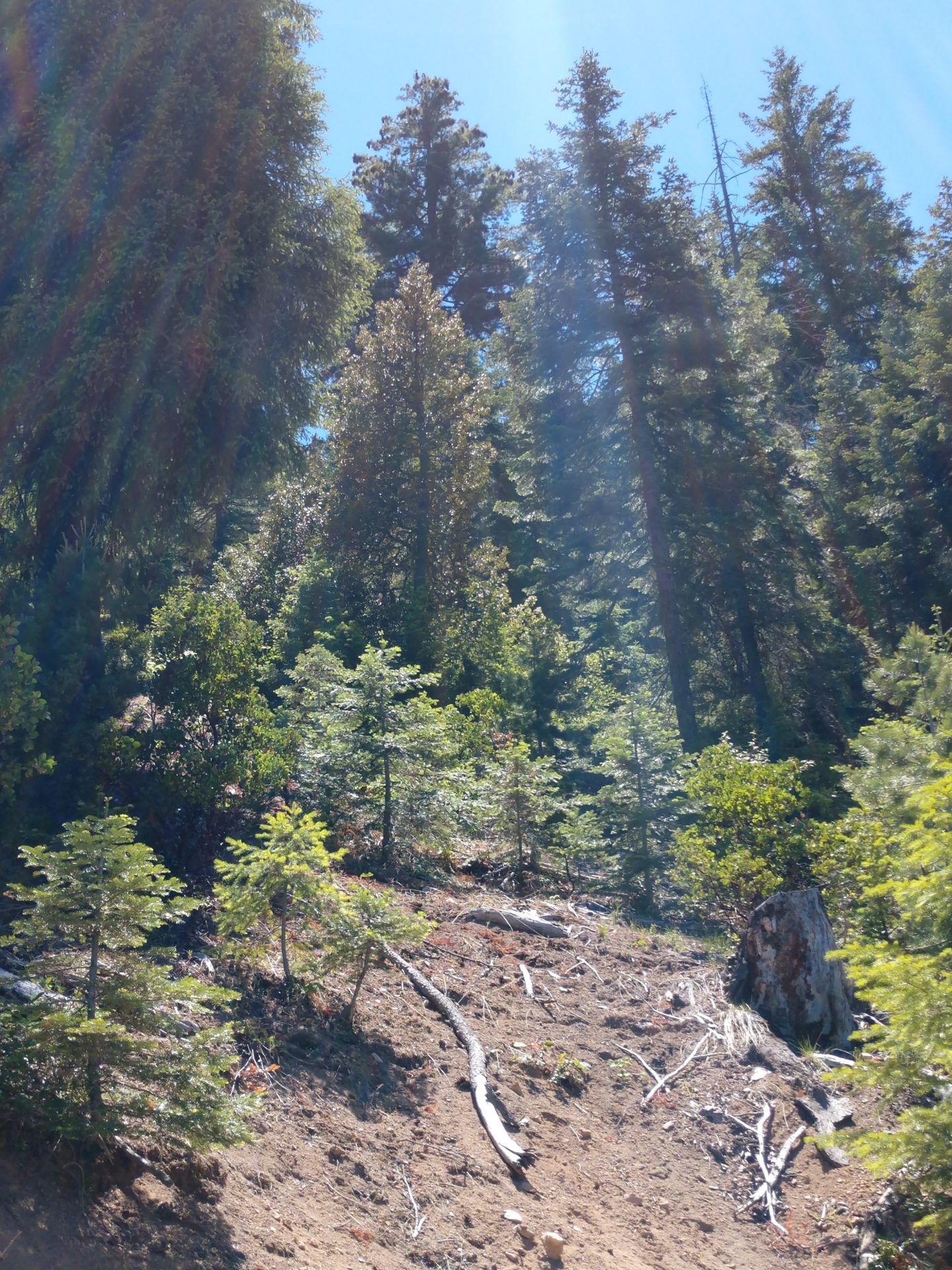 shasta cascade timberlands scenery